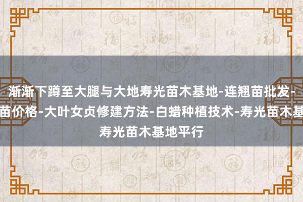 渐渐下蹲至大腿与大地寿光苗木基地-连翘苗批发-侧柏树苗价格-大叶女贞修建方法-白蜡种植技术-寿光苗木基地平行